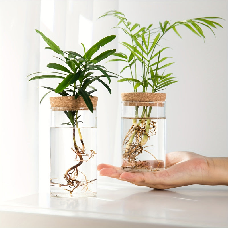 Glass Hydroponic Plant