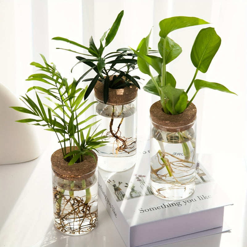 Glass Hydroponic Plant
