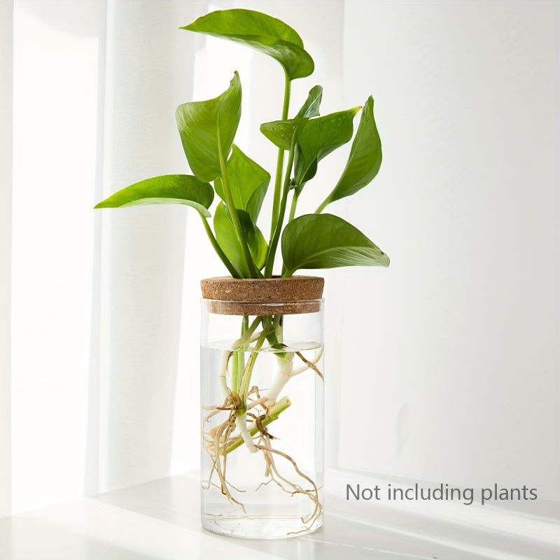 Glass Hydroponic Plant