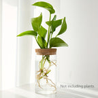 Glass Hydroponic Plant