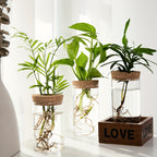 Glass Hydroponic Plant